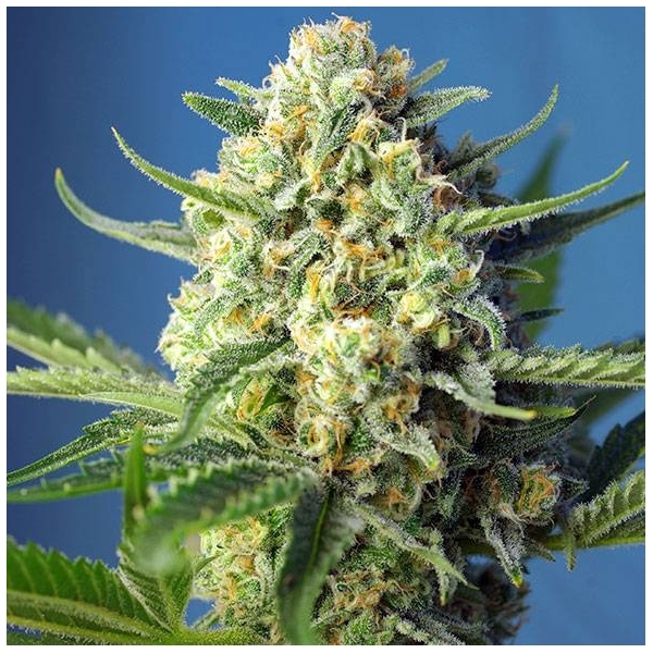 S.A.D. Auto (Sweet Seeds) Feminisoidut