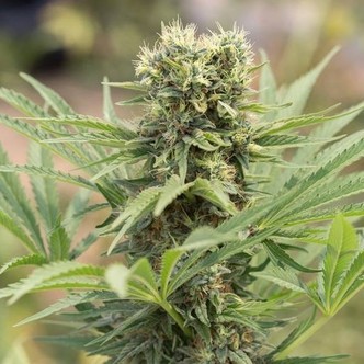 Dedoverde Haze (Humboldt Seed Company) feminisoidut kannabiksen siemenet