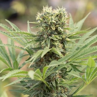 Dedoverde Haze (Humboldt Seed Organization) Feminisoidut