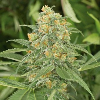 Green Crack 2.0 (Humboldt Seed Organization) Feminisoidut