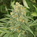 Green Crack 2.0 (Humboldt Seed Organization) Feminisoidut