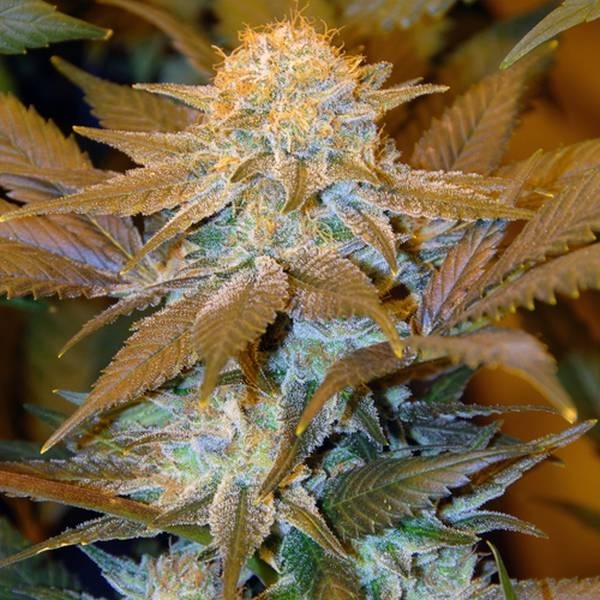 Critical HOG (T.H.Seeds) Feminisoidut