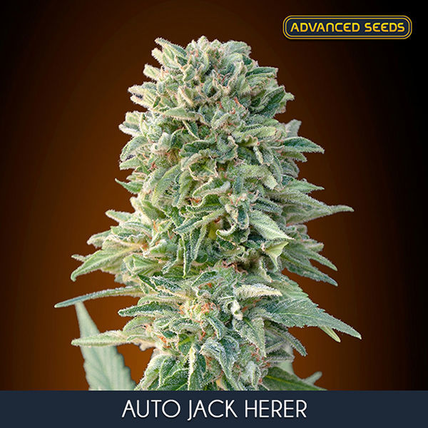 Auto Jack Herer (Advanced Seeds) Feminisoidut