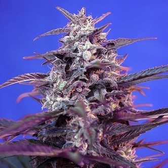 Bloody Skunk Auto (Sweet Seeds) feminisoidut