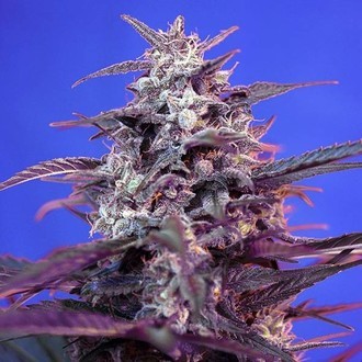 Bloody Skunk Auto (Sweet Seeds) Feminisoidut siemenet