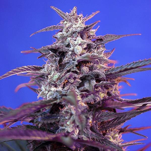Bloody Skunk Auto (Sweet Seeds) Feminisoidut siemenet
