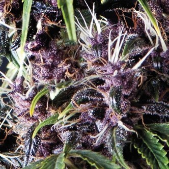 Auto Purple (Pyramid Seeds) feminisoidut