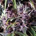 Auto Purple (Pyramid Seeds) Feminisoidut