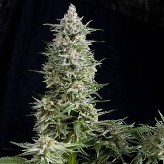 Amnesia Gold (Pyramid Seeds) feminisoidut kannabiksen siemenet