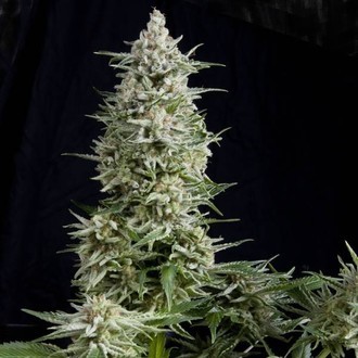 Amnesia Gold (Pyramid Seeds) Feminisoidut