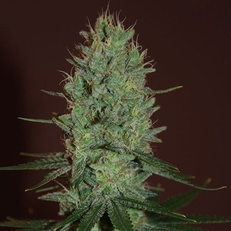 Amnesia Haze (Expert Seeds) Feminisoidut