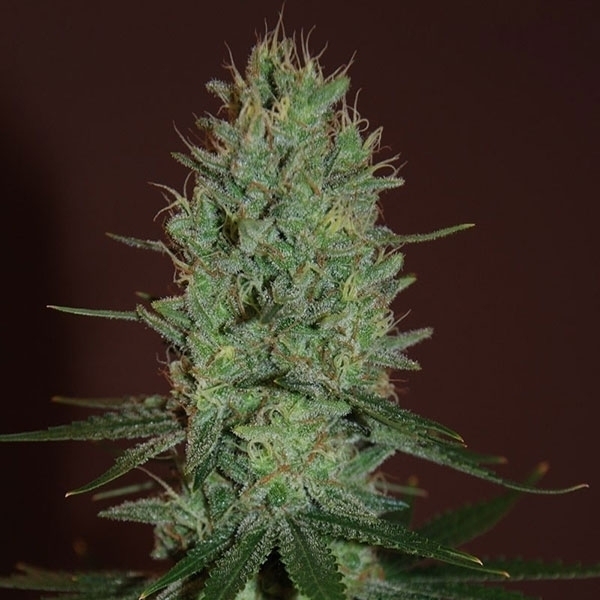 Amnesia Haze (Expert Seeds) Feminisoidut