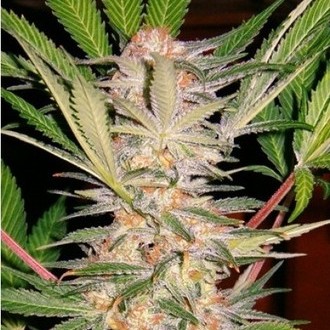S.A.D. S1 (Sweet Seeds) Feminisoidut