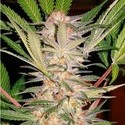 S.A.D. S1 (Sweet Seeds) Feminisoidut