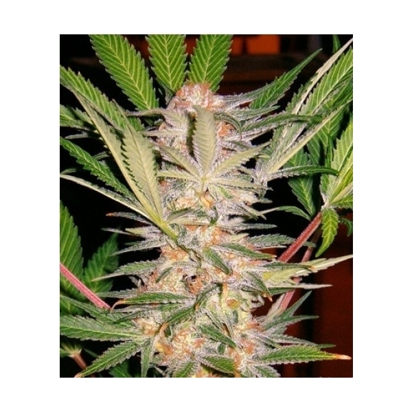 S.A.D. S1 (Sweet Seeds) Feminisoidut