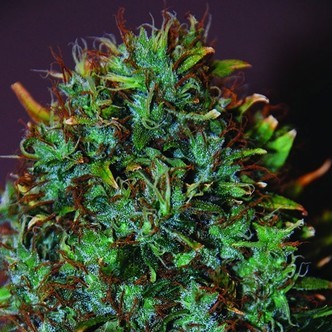 Expert Haze (Expert Seeds) feminisoidut