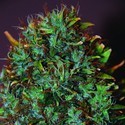 Expert Haze (Expert Seeds) Feminisoidut