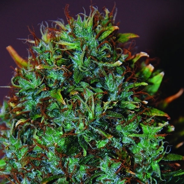 Expert Haze (Expert Seeds) Feminisoidut