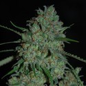 Afghan Skunk (Expert Seeds) Feminisoidut