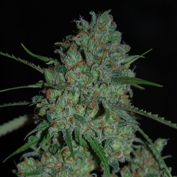 Afghan Skunk (Expert Seeds) Feminisoidut