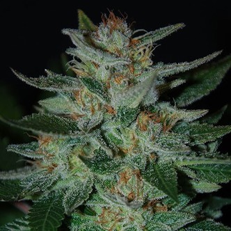 Blue Cheese (Expert Seeds) -feminisoidut kannabiksen siemenet