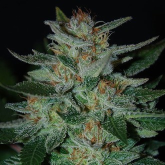 Blue Cheese (Expert Seeds) Feminisoidut
