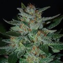 Blue Cheese (Expert Seeds) Feminisoidut