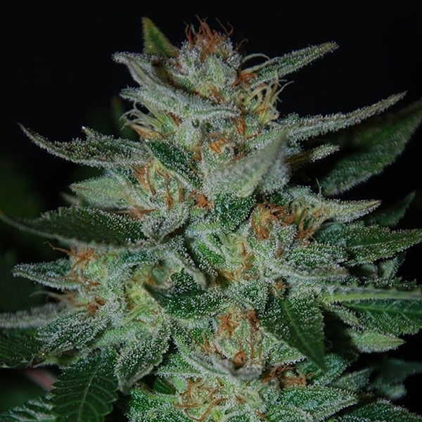 Blue Cheese (Expert Seeds) Feminisoidut