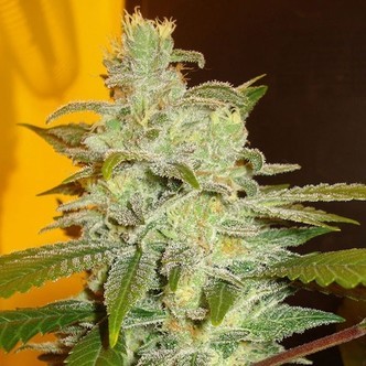 Northern Lights (Expert Seeds) feminisoidut