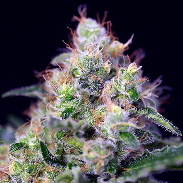 Cream Caramel (Sweet Seeds) Feminisoidut