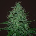 Amnesia Haze Auto (Expert Seeds) Feminisoidut