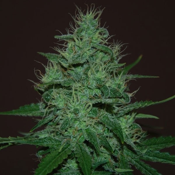 Amnesia Haze Auto (Expert Seeds) Feminisoidut