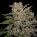 Northern Lights Auto (Expert Seeds) Feminisoidut