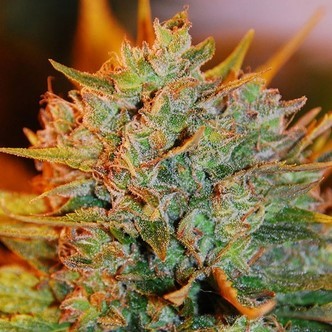Northern Light x Big Bud Auto (Expert Seeds) feminisoidut kannabiksen siemenet