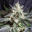 Black Jack (Sweet Seeds) Feminisoidut