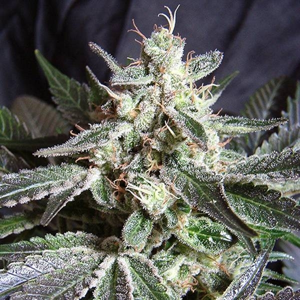 Black Jack (Sweet Seeds) Feminisoidut