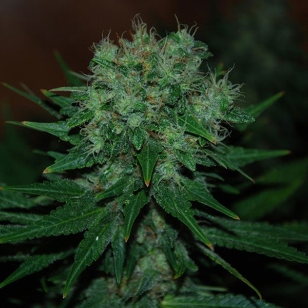 Blue Cheese Auto (Expert Seeds) Feminisoidut