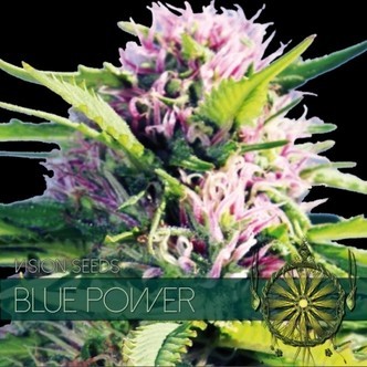 Blue Power (Vision Seeds) feminisoidut