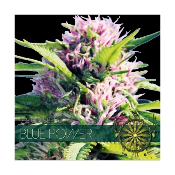 Blue Power (Vision Seeds) Feminisoidut