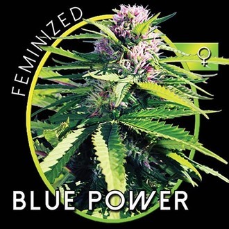 Blue Power (Vision Seeds) Feminisoidut