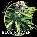 Blue Power (Vision Seeds) Feminisoidut