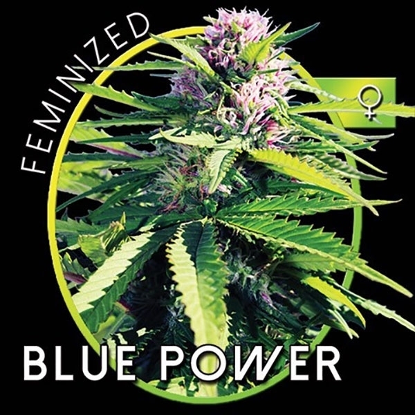 Blue Power (Vision Seeds) Feminisoidut