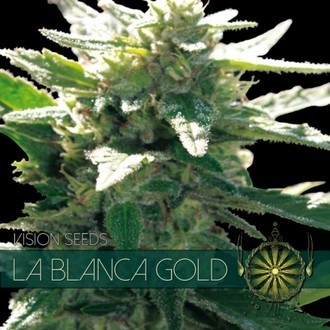 La Blanca Gold (Vision Seeds) Feminisoidut