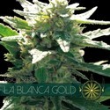 La Blanca Gold (Vision Seeds) Feminisoidut