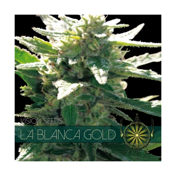 La Blanca Gold (Vision Seeds) Feminisoidut