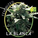 La Blanca Gold (Vision Seeds) Feminisoidut