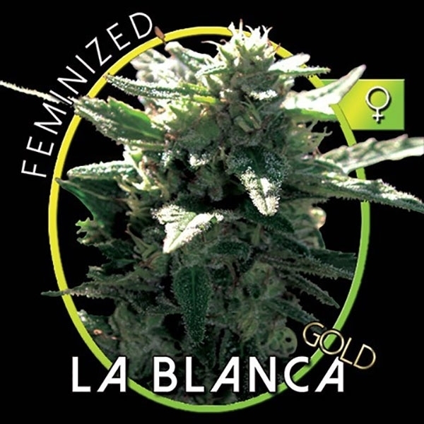 La Blanca Gold (Vision Seeds) Feminisoidut