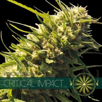 Critical Impact (Vision Seeds) feminisoidut