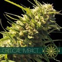 Critical Impact (Vision Seeds) Feminisoidut