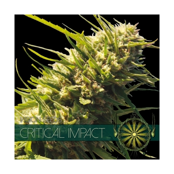 Critical Impact (Vision Seeds) Feminisoidut